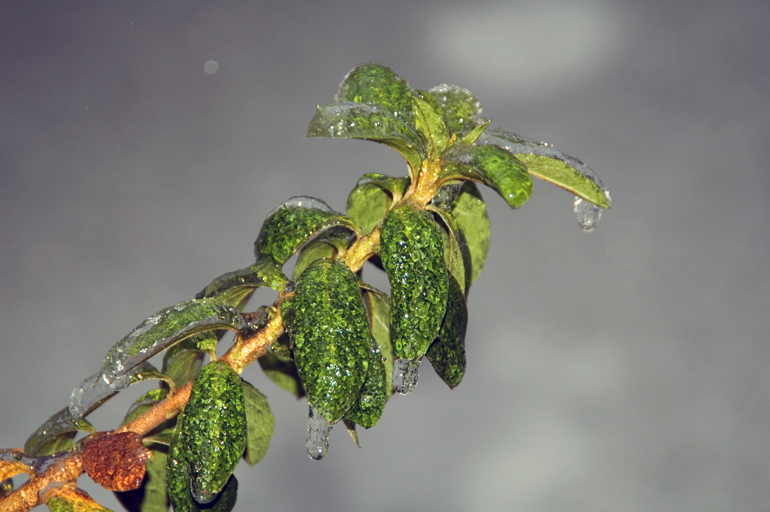 Green leaves encased in crystal-clear ice, each vein visible through the frozen coating