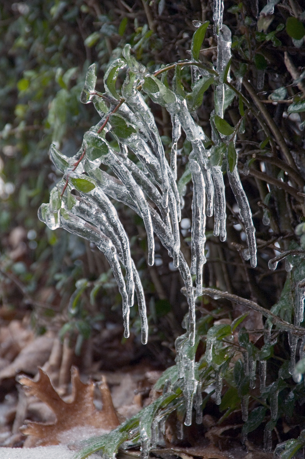 A plant branch heavily laden with icicles, the weight of the ice bending it toward the ground