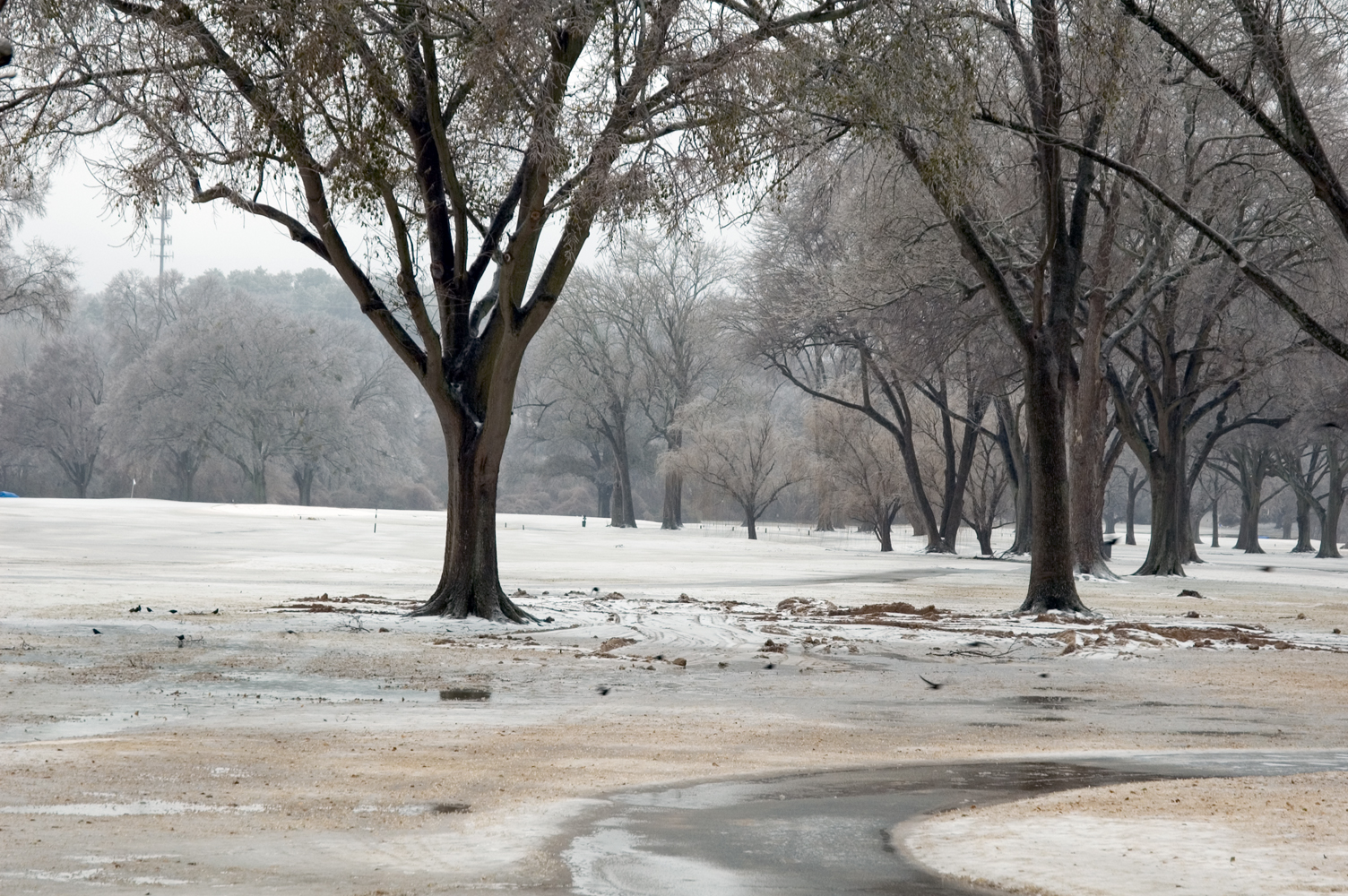 A snowy Atlanta park with ice-covered trees across the landscape, the ground blanketed in white