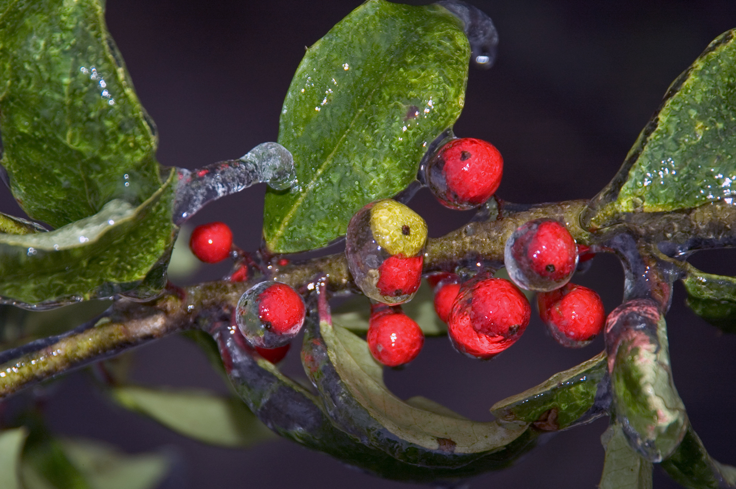 Red berries and green leaves coated in clear ice on a branch, the colors vivid beneath the frozen shell