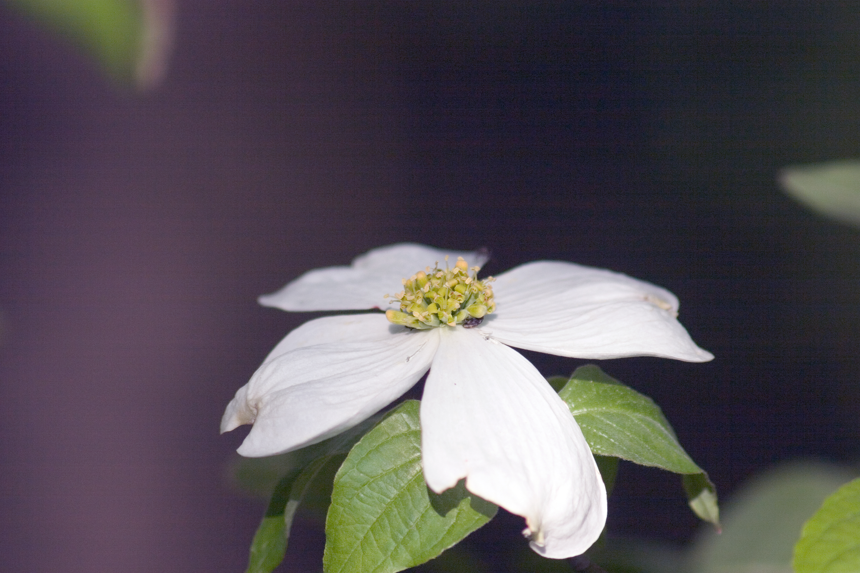 A white dogwood flower in close-up against a dark background