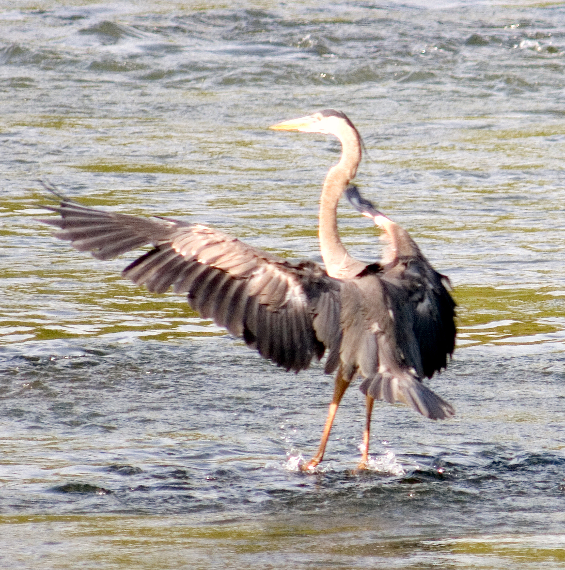 A great blue heron with wings fully spread, photographed in Atlanta